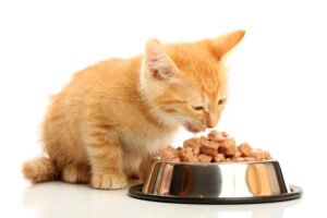 bol à nourriture pour chaton